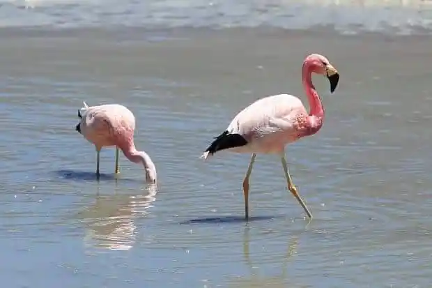 Ruta Reserva nacional de Salinas, volcan y baños de lojen - full day