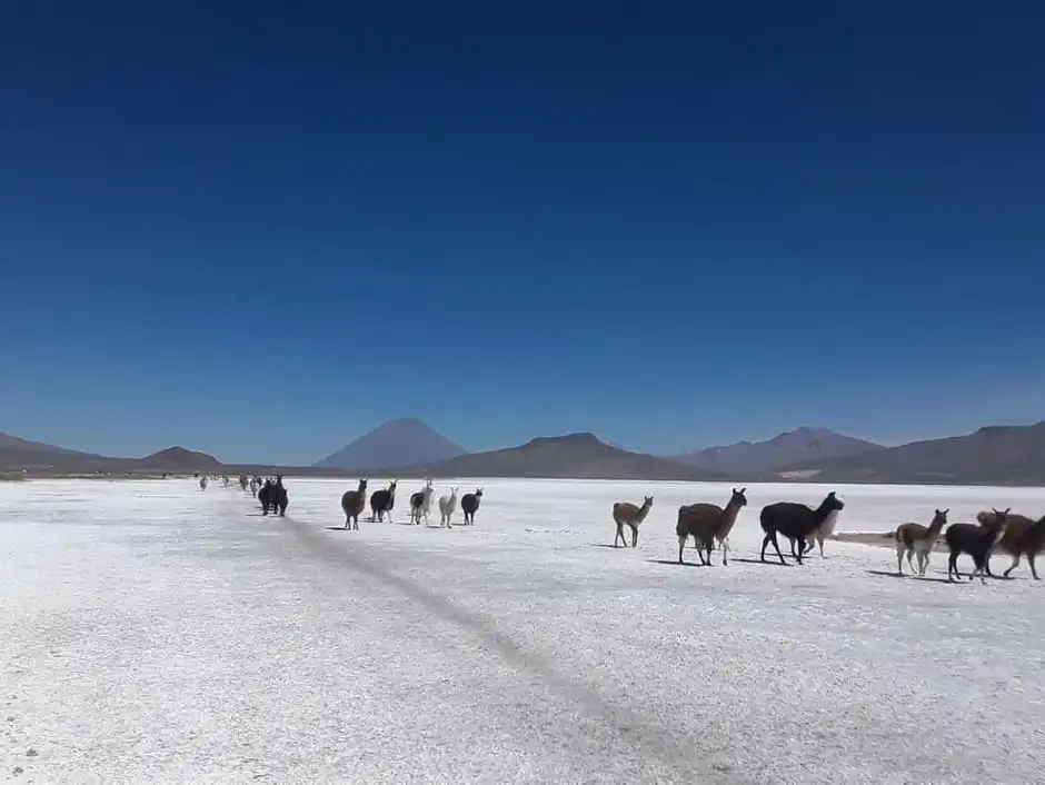 Ruta Reserva nacional de Salinas, volcan y baños de lojen - full day